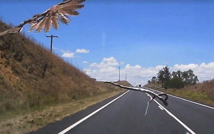 Αετός πετά φίδι πάνω σε αυτοκίνητο εν κινήσει