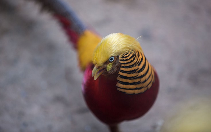 pheasant2