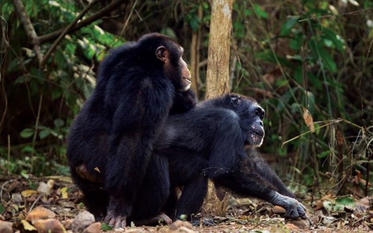 Χιμπατζήδες καταγράφηκαν για πρώτη φορά να σκοτώνουν γορίλες