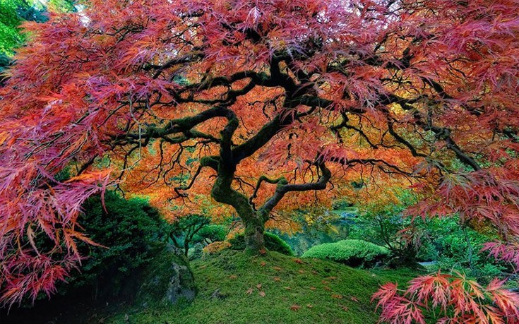 Τα 16 πιο όμορφα δέντρα του κόσμου