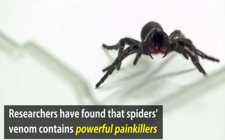 Τα ισχυρά παυσίπονα από το δηλητήριο της αράχνης
