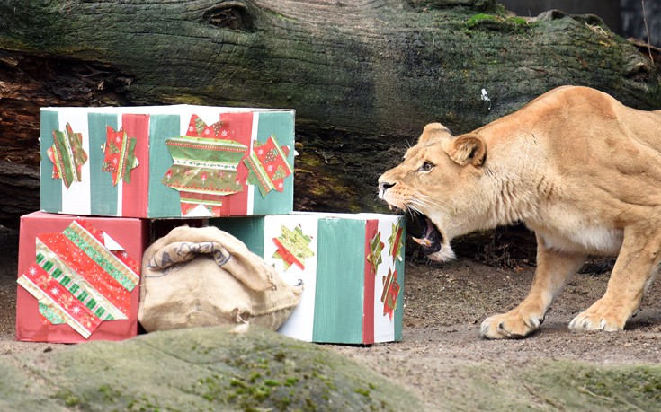 Λιοντάρια ανοίγουν τα χριστουγεννιάτικα δώρα τους