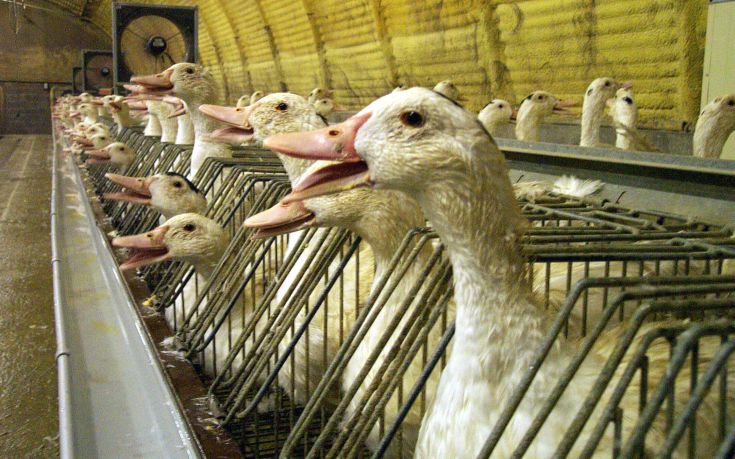 Χιλιάδες πάπιες και χήνες «θυσιάζονται» στη Γαλλία για να περιοριστεί η γρίπη των πτηνών
