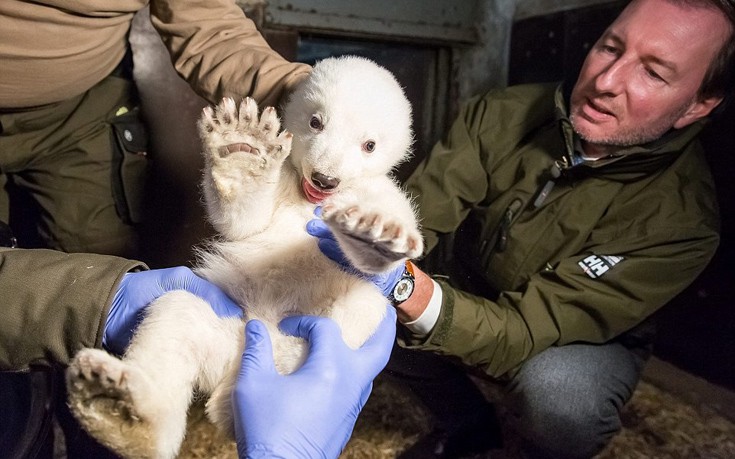 Ιατρικές εξετάσεις για το αξιολάτρευτο πολικό αρκουδάκι του Βερολίνου