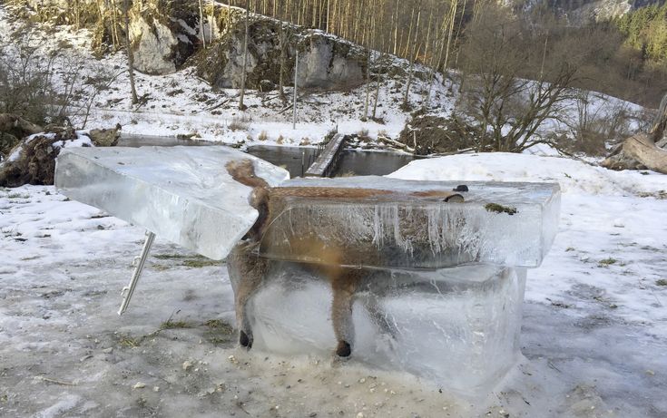 Η αλεπού που βρέθηκε εγκλωβισμένη μέσα στον πάγο
