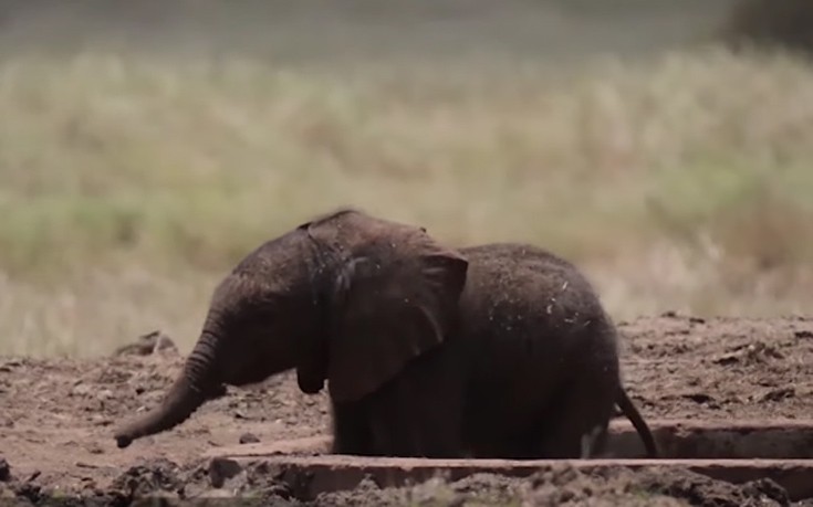 Η συγκινητική διάσωση του μικρού ελέφαντα που εγκλωβίστηκε σε ποτίστρα