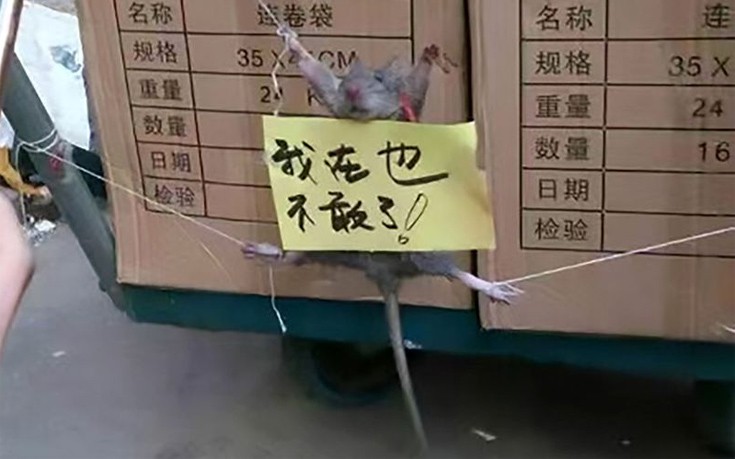 Ποντίκι τιμωρείται με κρέμασμα και διαπόμπευση επειδή έφαγε ρύζι!