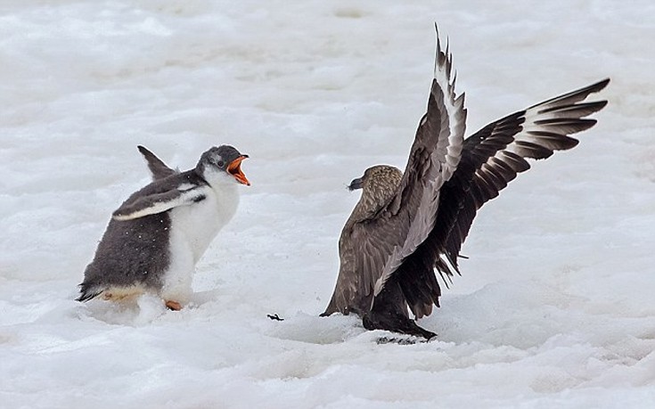 Ατρόμητο μωρό πιγκουίνος παλεύει με δύο θαλασσοπούλια «νταήδες»