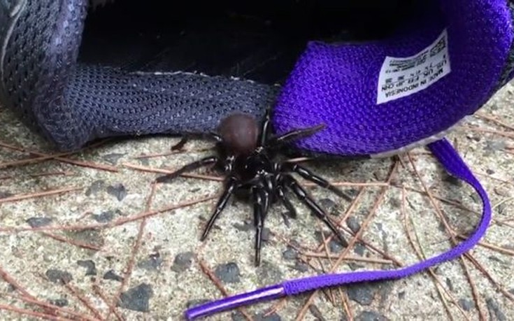 Ζητούνται ατρόμητοι εθελοντές να πιάνουν και να αρμέγουν θανατηφόρες αράχνες
