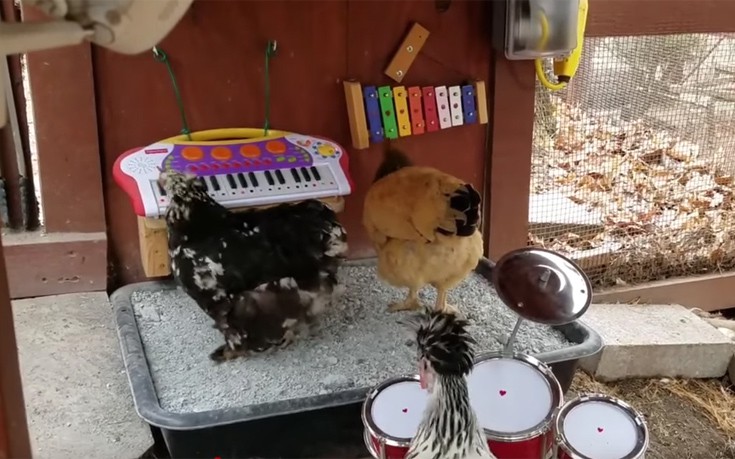 Η πρώτη μπάντα από κότες