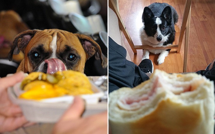 Γιατί το να τρως δίπλα στο σκύλο σου είναι πραγματική πρόκληση