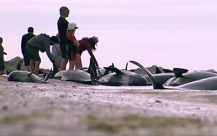 Ξεβράστηκαν ακόμη 200 μαυροδέλφινα στη Νέα Ζηλανδία