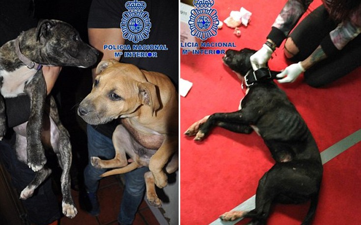 Η εισβολή αστυνομικών σε fight club ζώων που έσωσε 230 σκυλιά