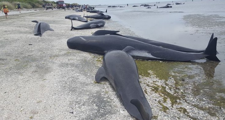 Νεκρές εκατοντάδες φάλαινες σε ακτή της Νέας Ζηλανδίας