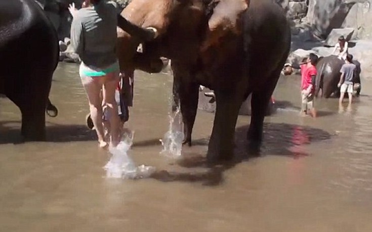 Ελέφαντας εκτοξεύει γυναίκα στον αέρα