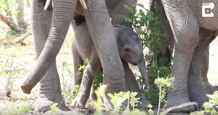 Τα πρώτα «μεθυσμένα» βήματα του μικρού ελέφαντα