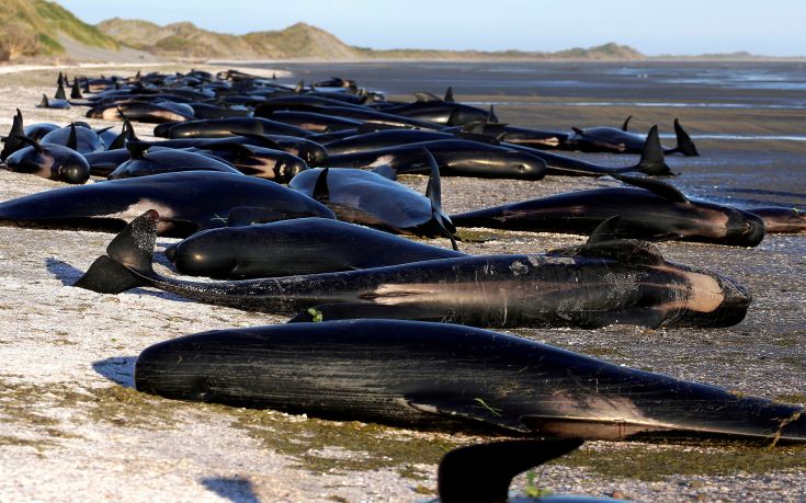 Γιγάντια επιχείρηση για την απομάκρυνση των μαυροδέλφινων στη Νέα Ζηλανδία