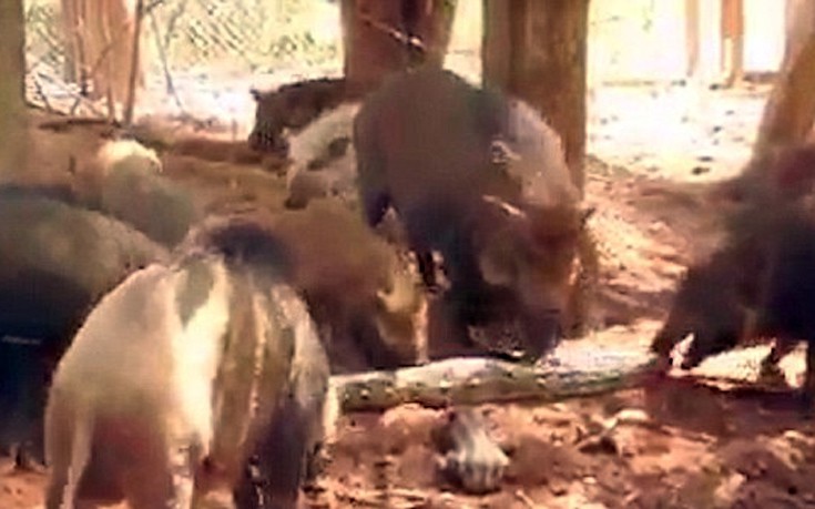 Γουρούνια κομματιάζουν γιγάντιο πύθωνα