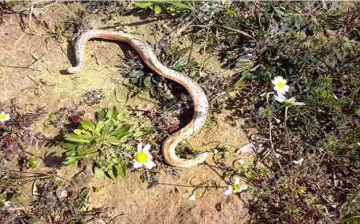 Φίδι με δύο κεφάλια βρήκε αγρότης στο χωράφι του