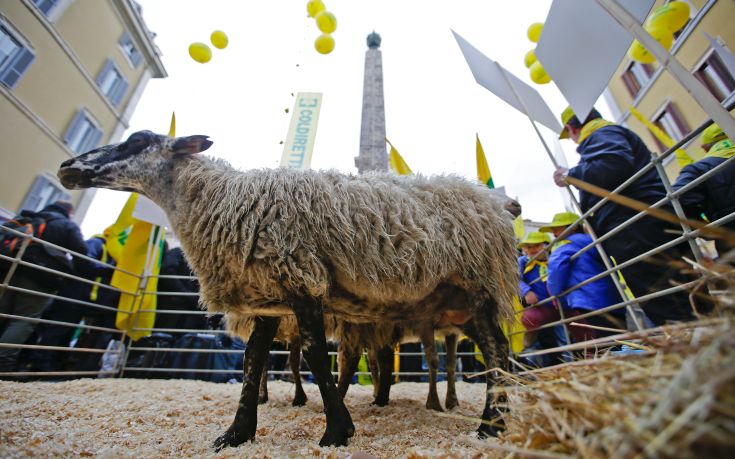 Διαμαρτυρία με πρόβατα στο κέντρο της Ρώμης
