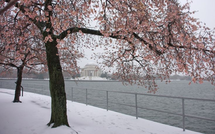 Ο χιονιάς στην Ουάσιγκτον δεν κατάφερε να «νικήσει» τις διάσημες κερασιές