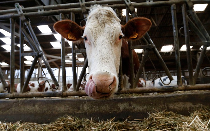 Εντοπίστηκε κρούσμα της νόσου των «τρελών αγελάδων» στη Σκοτία