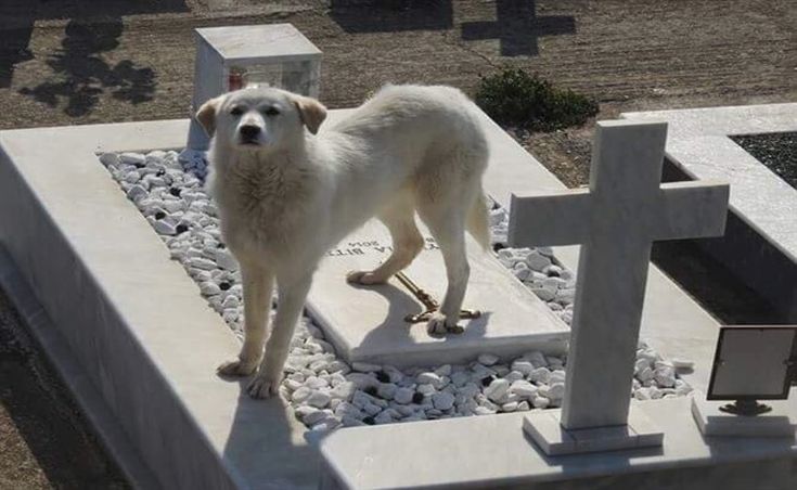 Σκυλίτσα περιμένει επί δύο μήνες στον τάφο του αφεντικού της