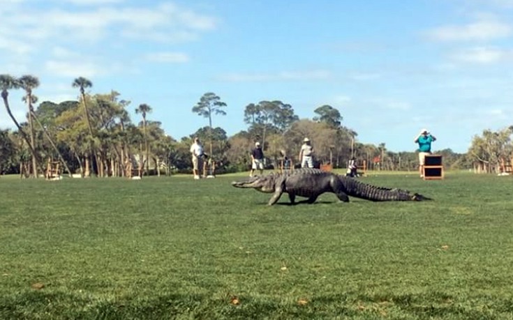 Γιγάντιος αλιγάτορας διακόπτει τουρνουά γκολφ