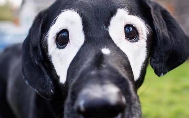 Σκύλος με λεύκη δίνει χαρά σε παιδιά με την ίδια νόσο