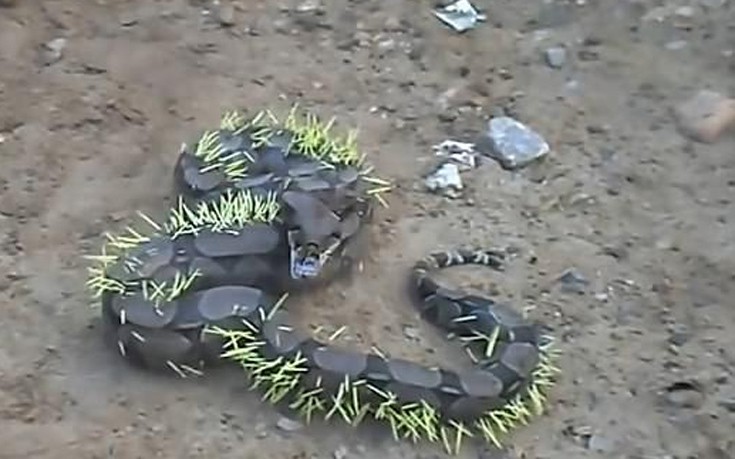 φίδι σκαντζόχοιρο Βίντεο 