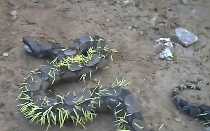 φίδι σκαντζόχοιρο Βίντεο 