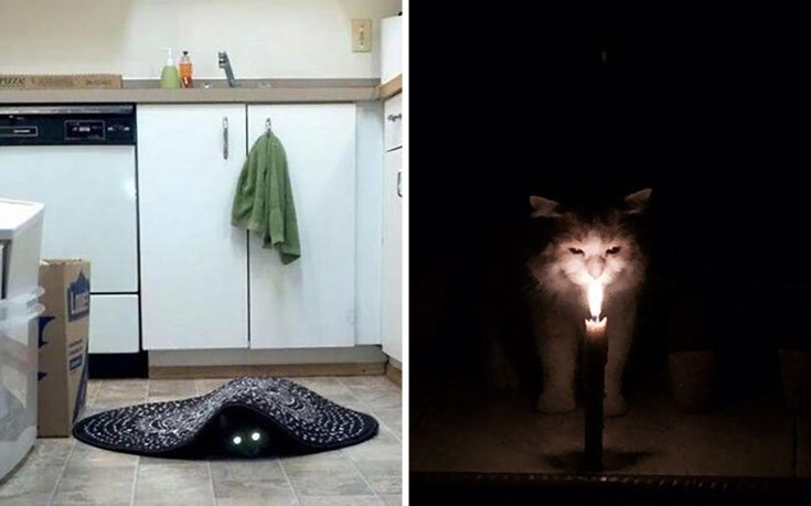 Γάτες που τα βλέπουν λίγο διαφορετικά