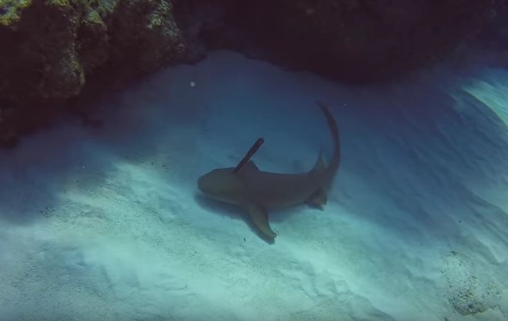Δύτης αφαίρεσε καρφωμένο μαχαίρι από κεφάλι καρχαρία