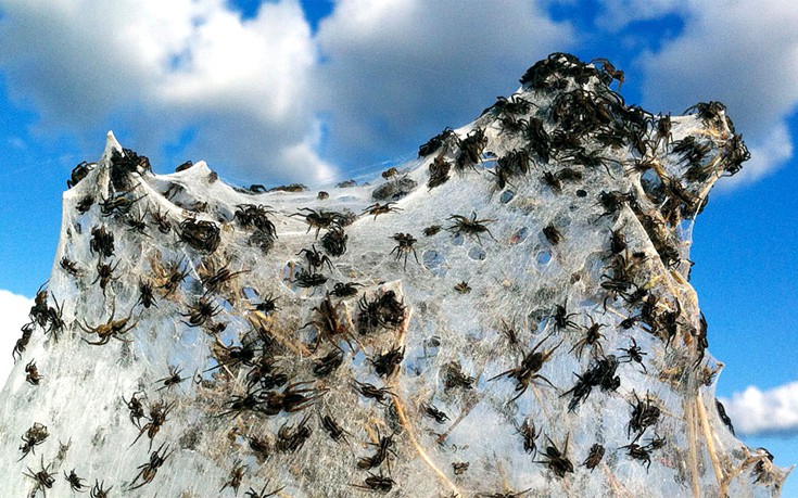 Οι αράχνες θα μπορούσαν να φάνε κάθε άνθρωπο στη Γη σε μόλις έναν χρόνο!