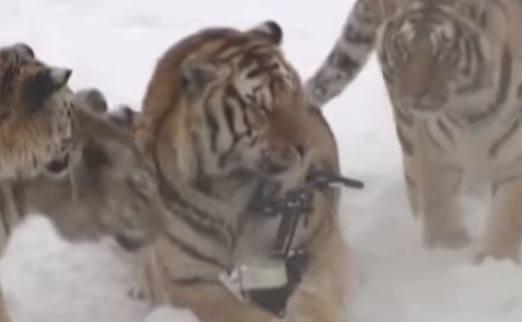 Σε αυτές τις σιβηρικές τίγρεις δεν αρέσουν καθόλου τα drone