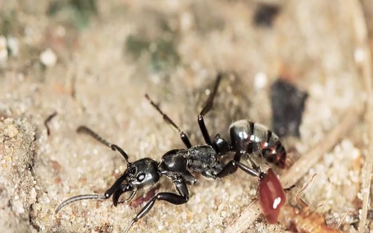 Τα μυρμήγκια μεταφέρουν μετά τη μάχη τους τραυματισμένους «στρατιώτες» τους
