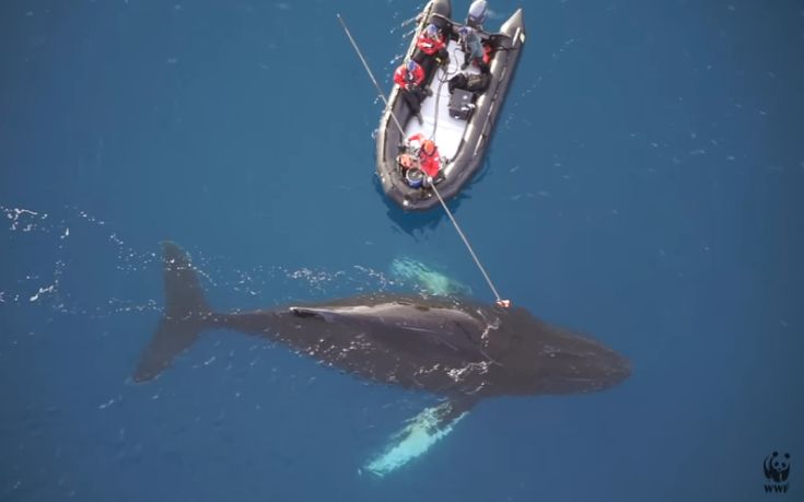 Η ζωή στην Ανταρκτική μέσα από τα μάτια μίας φάλαινας