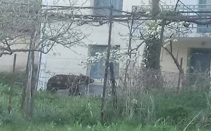 Αρκούδα κάνει τσάρκα ανάμεσα στα σπίτια στη Φλώρινα