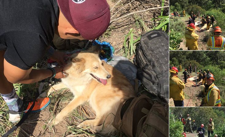 Σκύλος διασώθηκε από πηγάδι όπου παρέμεινε για τέσσερις ώρες