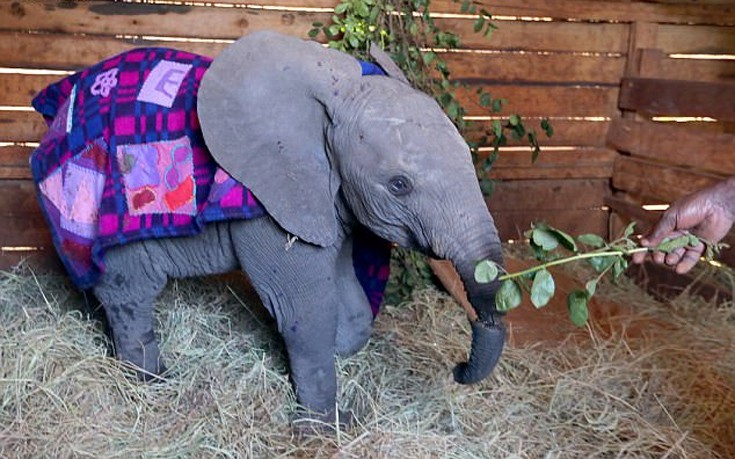 Αίσιο τέλος για τον μικρό ελέφαντα που σχεδόν έκοψε την προβοσκίδα του στα δύο