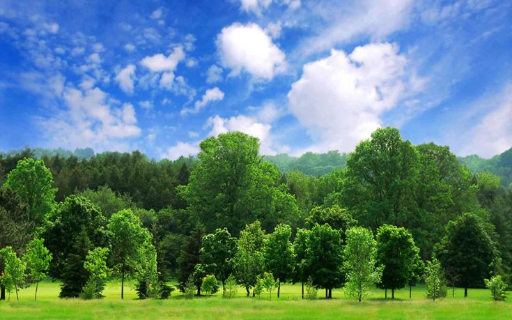 Πάνω από 60.000 είδη δέντρων μετρήθηκαν στη Γη