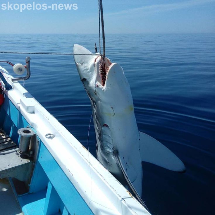 Καρχαρία επτά μέτρων έπιασαν ψαράδες στη Σκόπελο