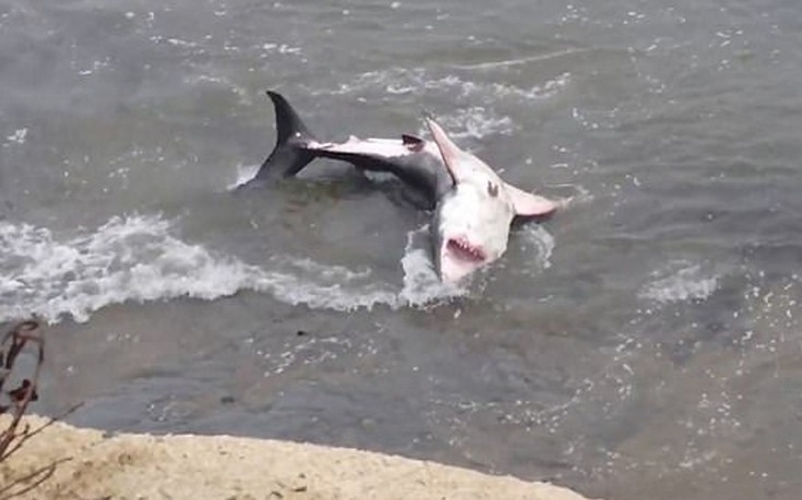 Καρχαρίας σπαρταράει προσπαθώντας να επιβιώσει στα ρηχά