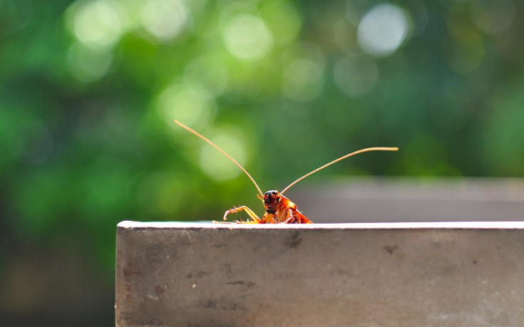Τρεις τρόποι για να εξαφανίσετε τις κατσαρίδες από το σπίτι σας
