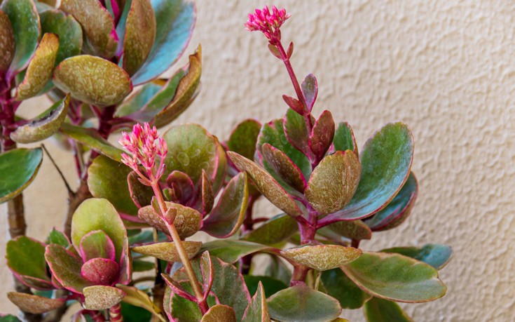 Τρία υπέροχα φυτά με ελάχιστες απαιτήσεις για το μπαλκόνι σου