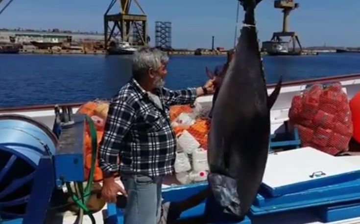 Ψαράς έπιασε δύο τεράστιους τόνους συνολικού βάρους 470 κιλών