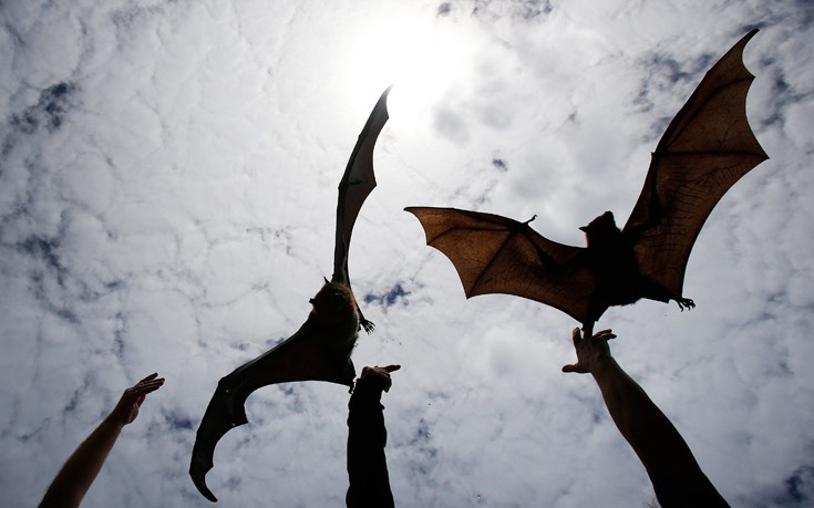 Οι νυχτερίδες που επιστρέφουν πάντα σε ένα συγκεκριμένο σπίτι του Σαν Αντόνιο
