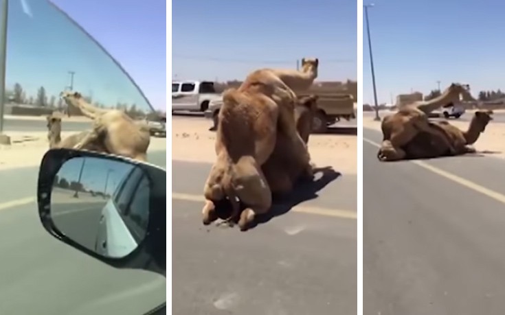 Καμήλες απολαμβάνουν τον έρωτά τους σε αυτοκινητόδρομο