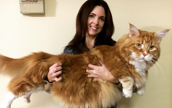 Αυτή μπορεί να είναι η μεγαλύτερη γάτα στον κόσμο