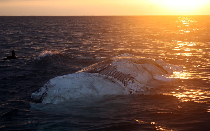 Να γιατί εναποθέτουν οι επιστήμονες κουφάρια φαλαινών στα βάθη των ωκεανών